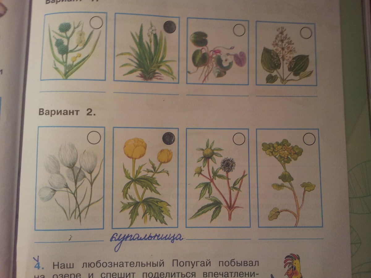 Раскрась и подпиши раннецветущие растения. Название растений. Как называются эти растения. Запиши названия растений. Названия цветов растений.