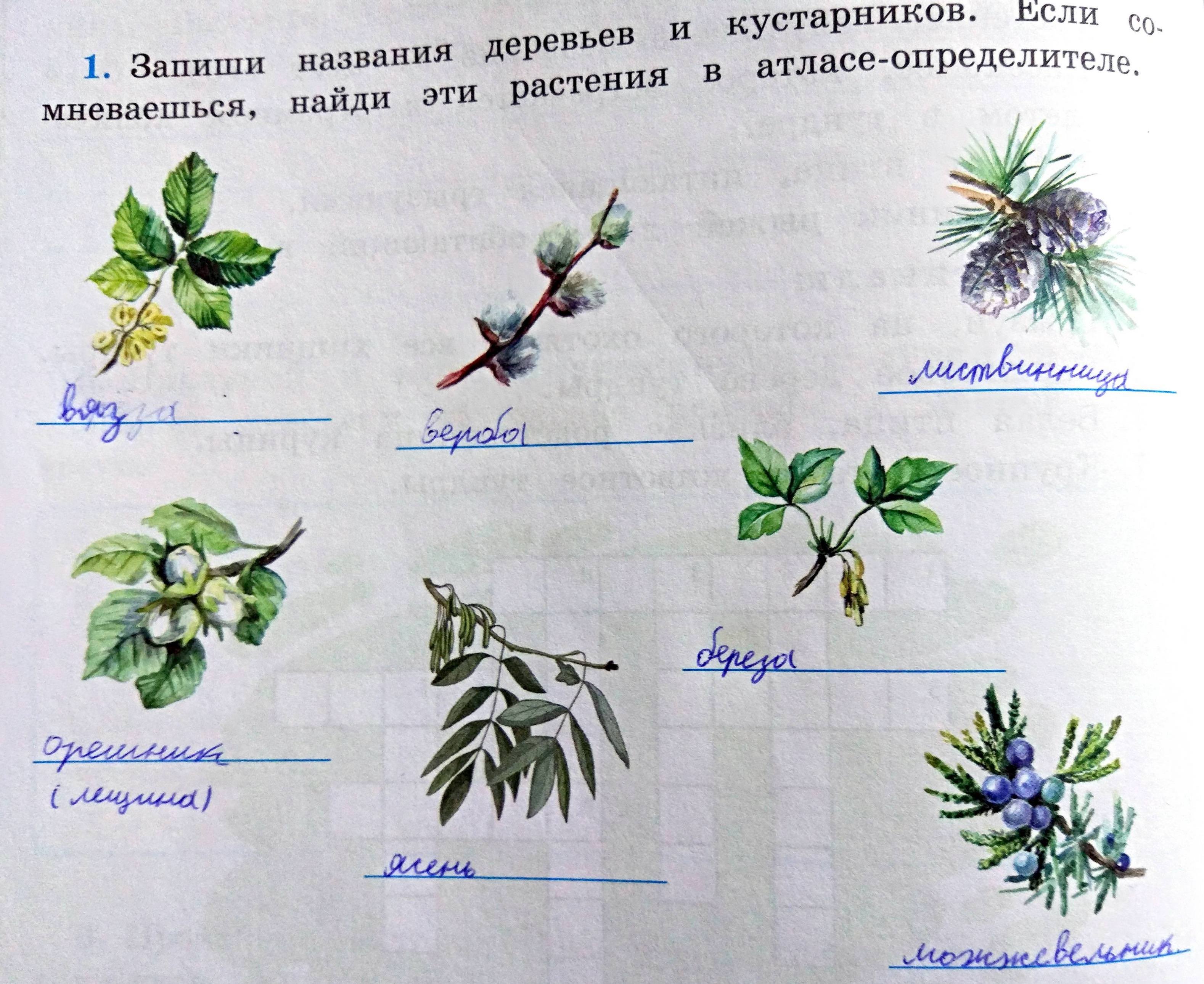 Рассмотрите изображения можно ли этих людей назвать. Название растений. Растение по картинке. Узнай растение по картинке. Узнай названия растений по рисунку.