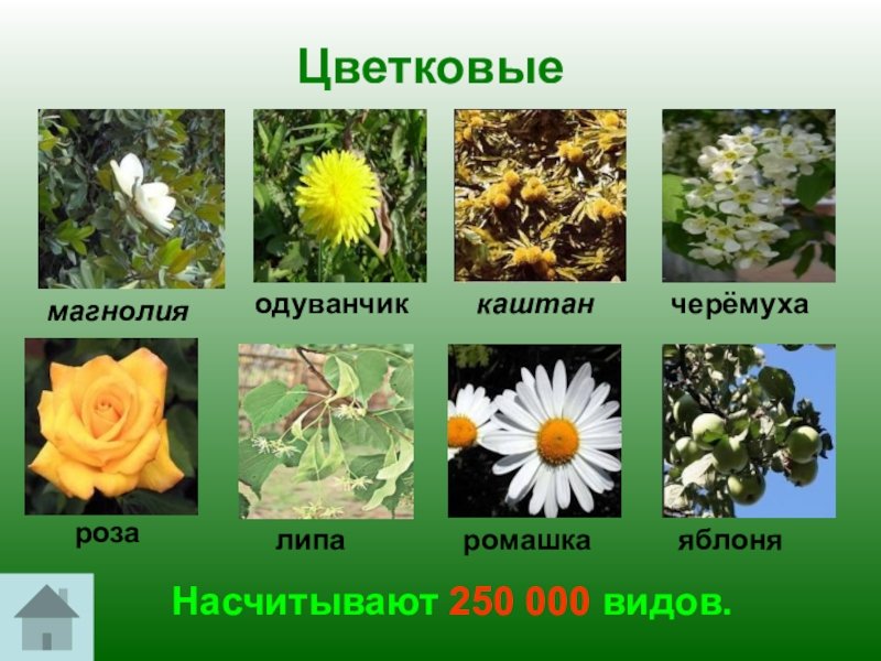 Куда можно отнести цветы. Виды цветковых растений. Цветковые растения примеры. Цветковые растения названия. Название цветковых растений.