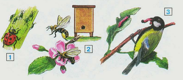 Связи с помощью моделей. Невидимые нити связи в природе. Цветок пчела невидимые нити. Невидимые нити окружающий мир. Модель изображения связей в природе.