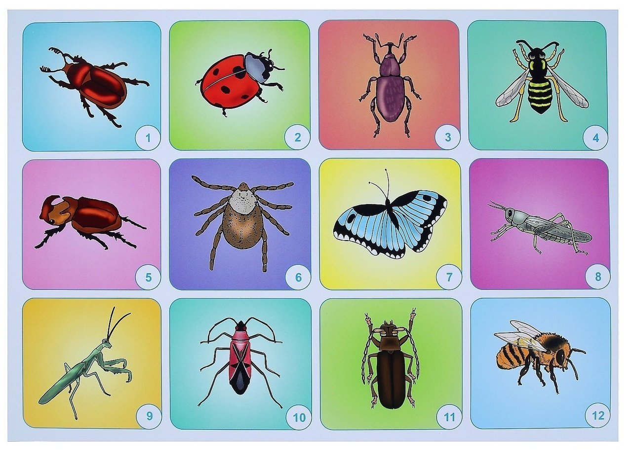 6 групп насекомых. Насекомые для дошкольников. Карточки для детей. Насекомые. Карточки насекомых для дошкольников. Карточки насекомые для детей в детском саду.
