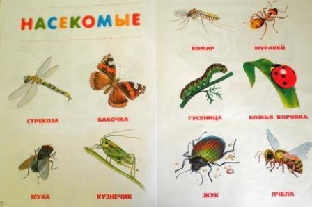 Карточки насекомые 1 класс