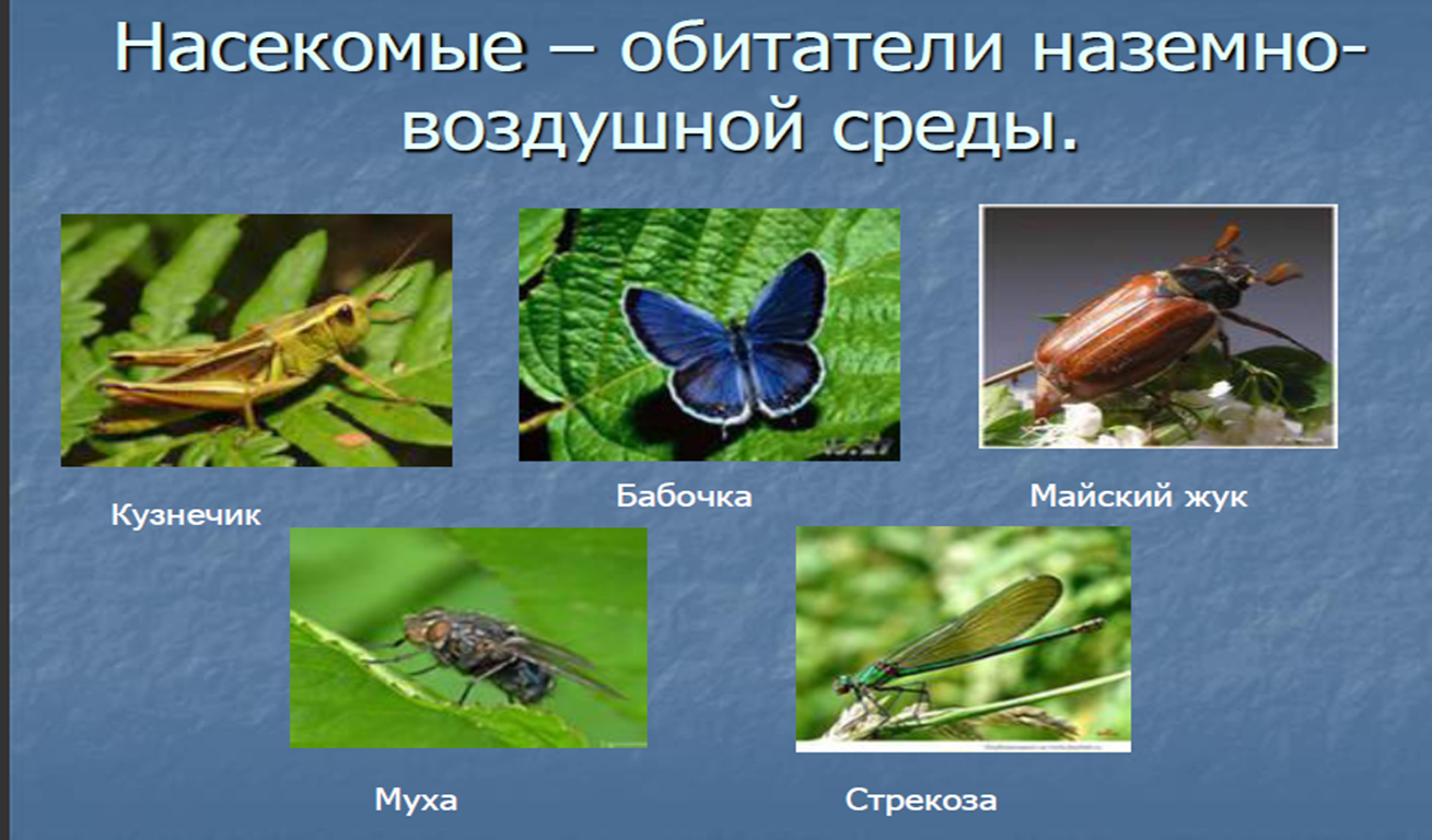 Кузнечик какая среда. Класс насекомые. Наземно воздушные насекомые. Класс насекомые разнообразие. Среда обитания насекомых.
