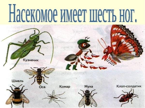 Окружающий мир насекомые