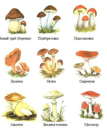 Съедобные грибы для дошкольников