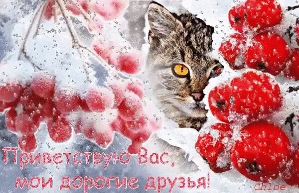 Зимний привет гиф