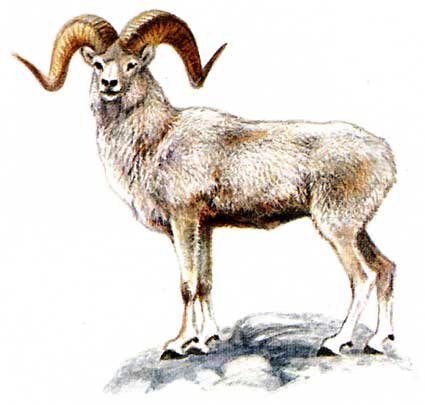 Снежный баран на белом фоне