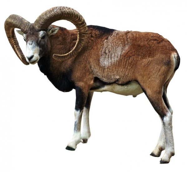 Горный баран