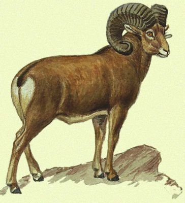 Обитатели голарктической области