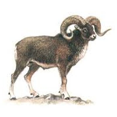 Горный баран на белом фоне