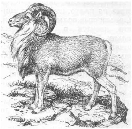 Горный баран строение