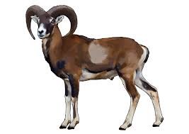 Горный баран на белом фоне