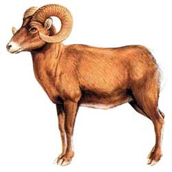 Горный баран