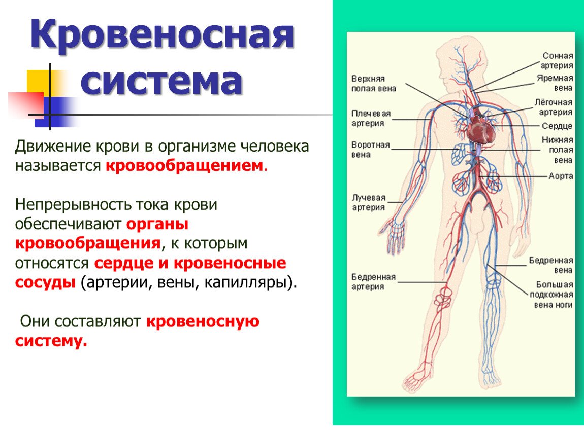 Укажите название органа кровеносной системы человека. Схема кровеносной системы человека строение и функции. Система кровообращения человека 3 класс. Кровеносная система человека 3 класс. Система кровообращения человека 3 класс окружающий мир.