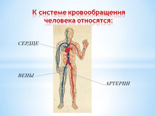 Кровеносная система человека схема 3 класс