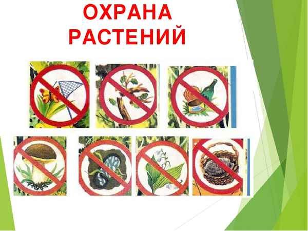 Охрана растений 3 класс