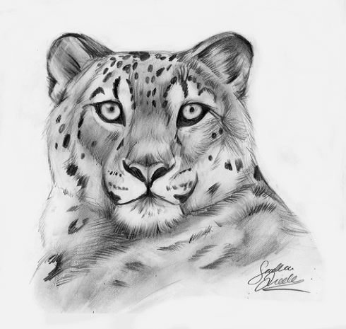 Снежный Барс рисунок скетчинг