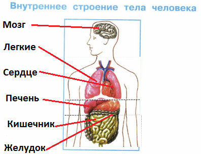 Подпиши названия органов человека. Внутренние органы человека 4 класс окружающий мир впр. органы и части тела человека впр 4 класс. тело человека схема 4 класс впр. строение человека органы впр 4 класс.