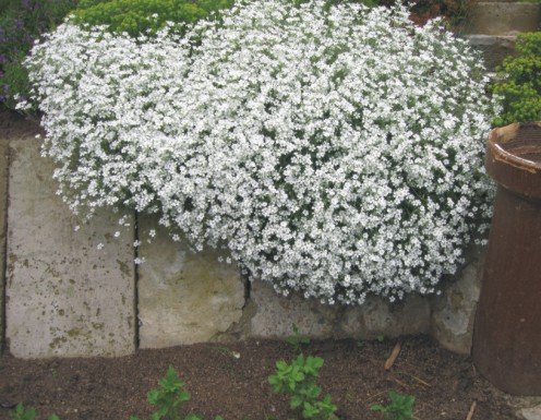 Ясколка снежный