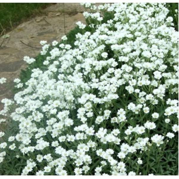 Ясколка многолетняя снежный ковер