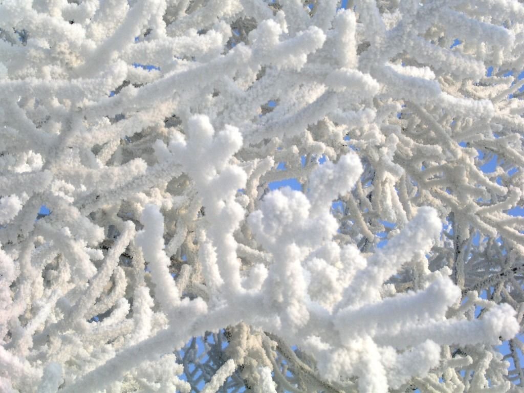 Снежок называется. Снежная бахрома на деревьях. Снежная кайма. Снежная кайма на деревьях. Пушистый иней на деревьях.