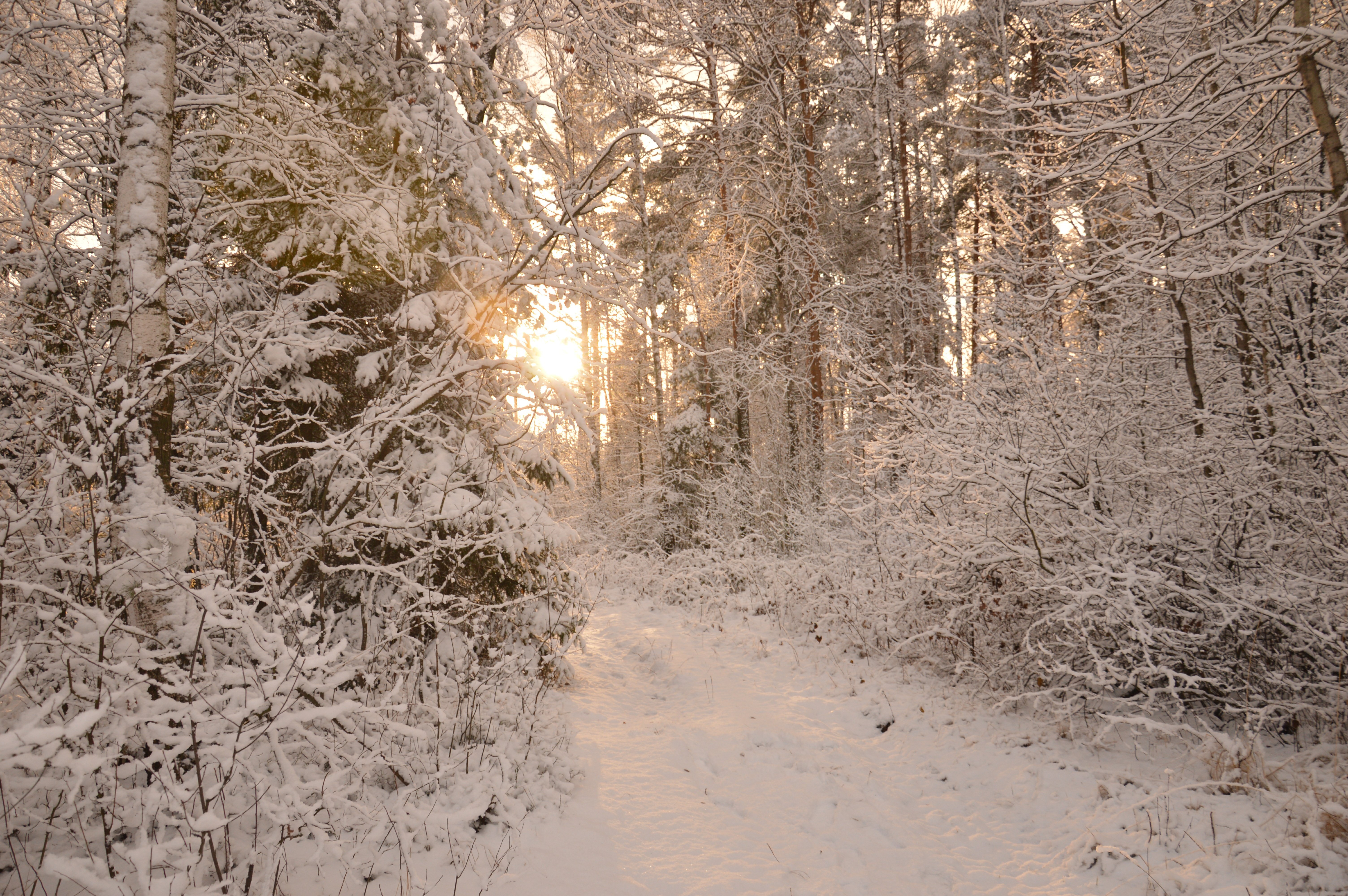 Заметает снегом без. Тропинка в зимнем лесу. Зимняя дорожка в лесу. Зимой в лесу. Снежные тропы.