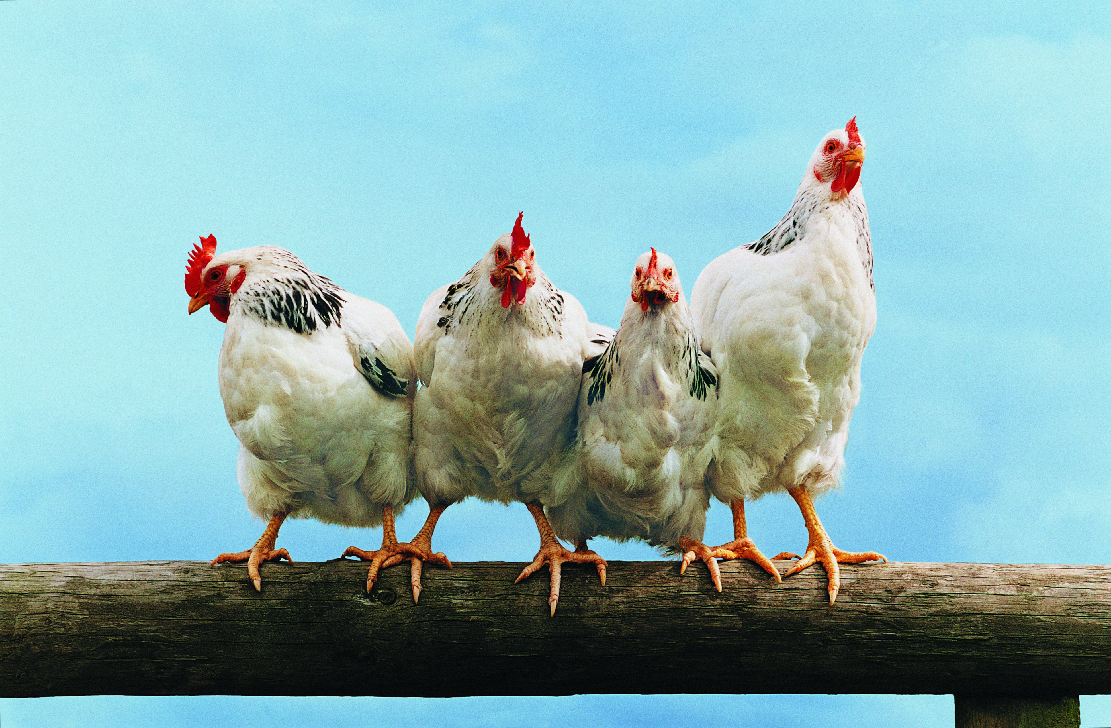 Куры голодные. Курица. Курица на жердочке. Три курицы. Четыре курицы.