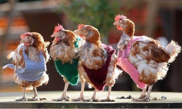 Курица прикол