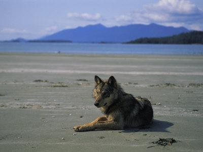 Волк на пляже