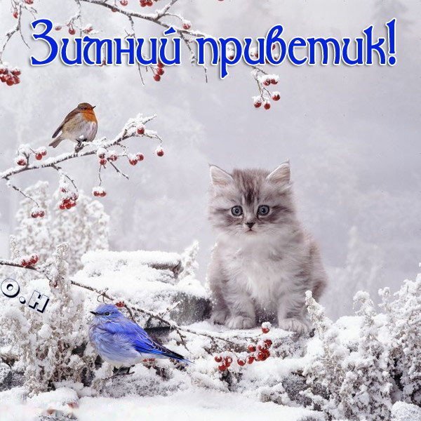 Зимнего настроения и хорошего дня коты