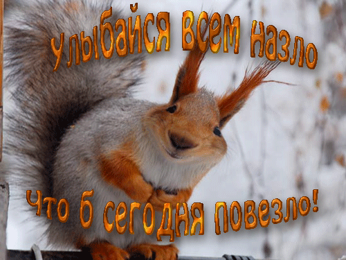 Доброе утро белка