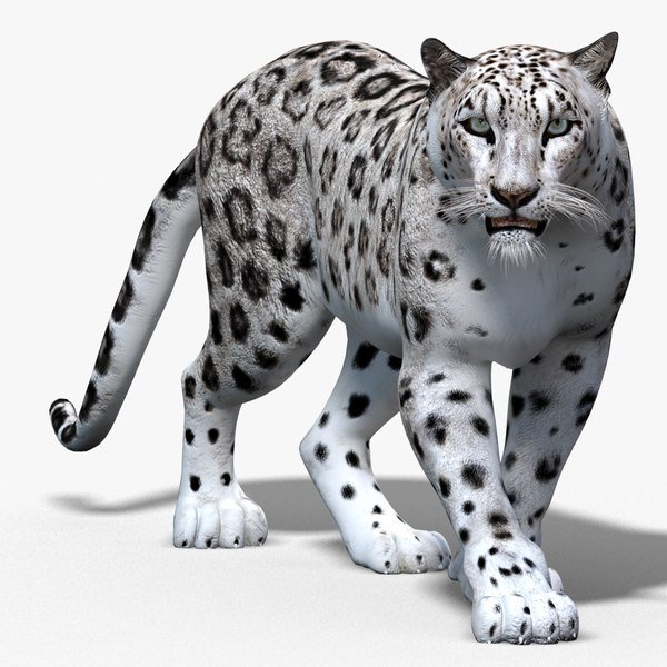 Ирбис, или снежный Барс (uncia uncia, Panthera uncia)
