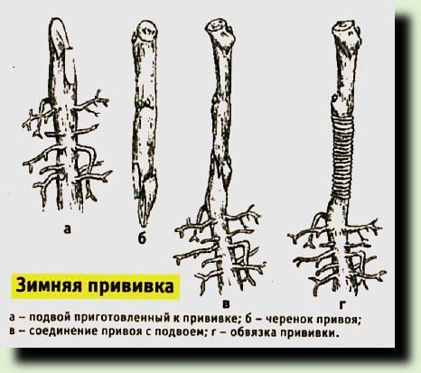 Подвой для прививки