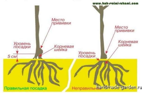 Привой и корневая шейка