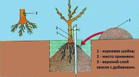 Посадка яблони корневая шейка