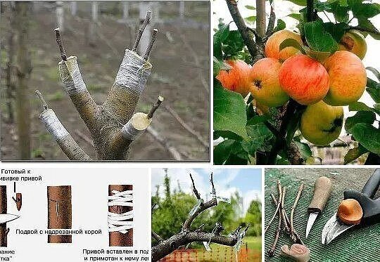 Прививка на яблоню другого сорта