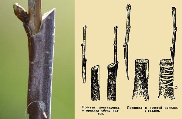 Подвои окулировка яблони