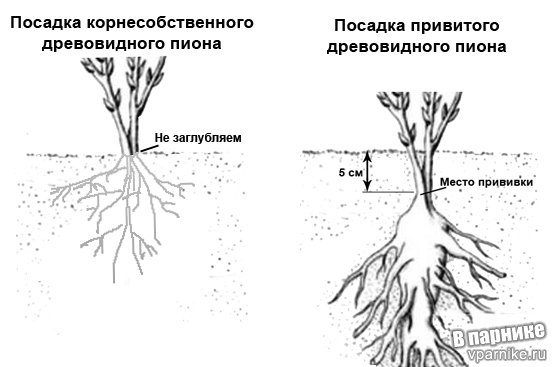 Корневая шейка древовидного пиона