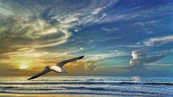 Птицы над океаном