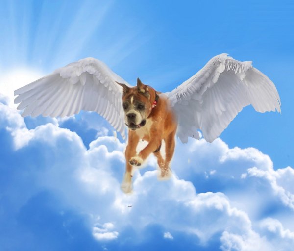 Душа собаки