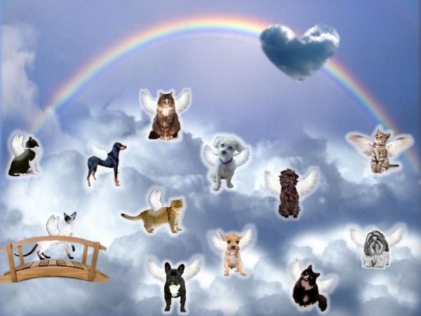 Облако в виде собаки