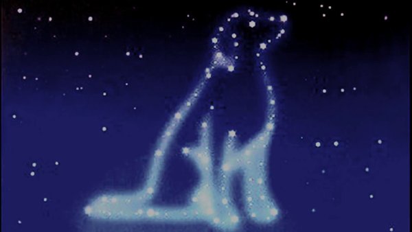 Кот с радугой