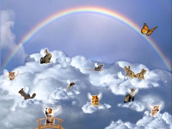 Мост радуги рай для животных