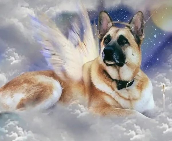 Собака с крыльями ангела