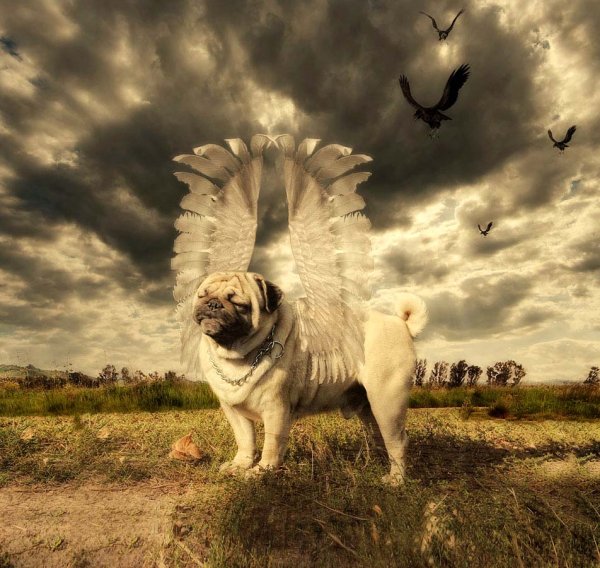 Скорбь по собаке в картинках