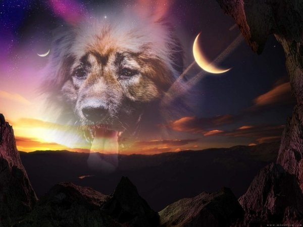 Кошка на радуге