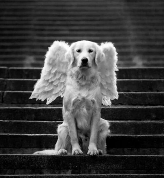 Стихотворение о смерти собаки