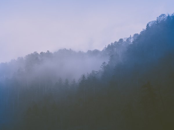 Туманный лес