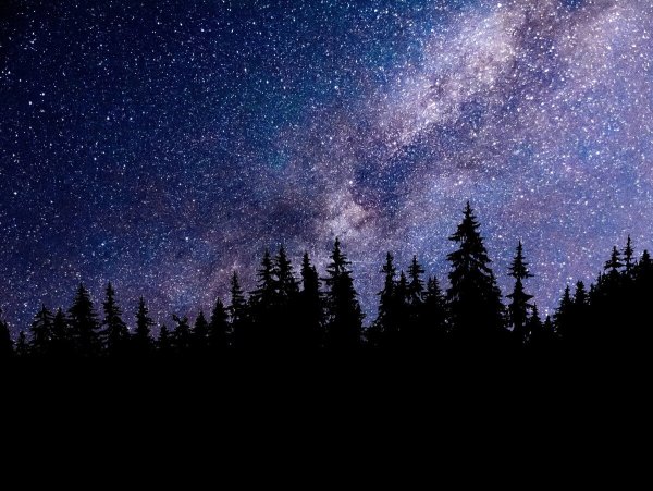 Ночное небо в лесу