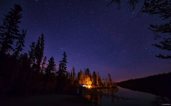 Звездное небо в лесу